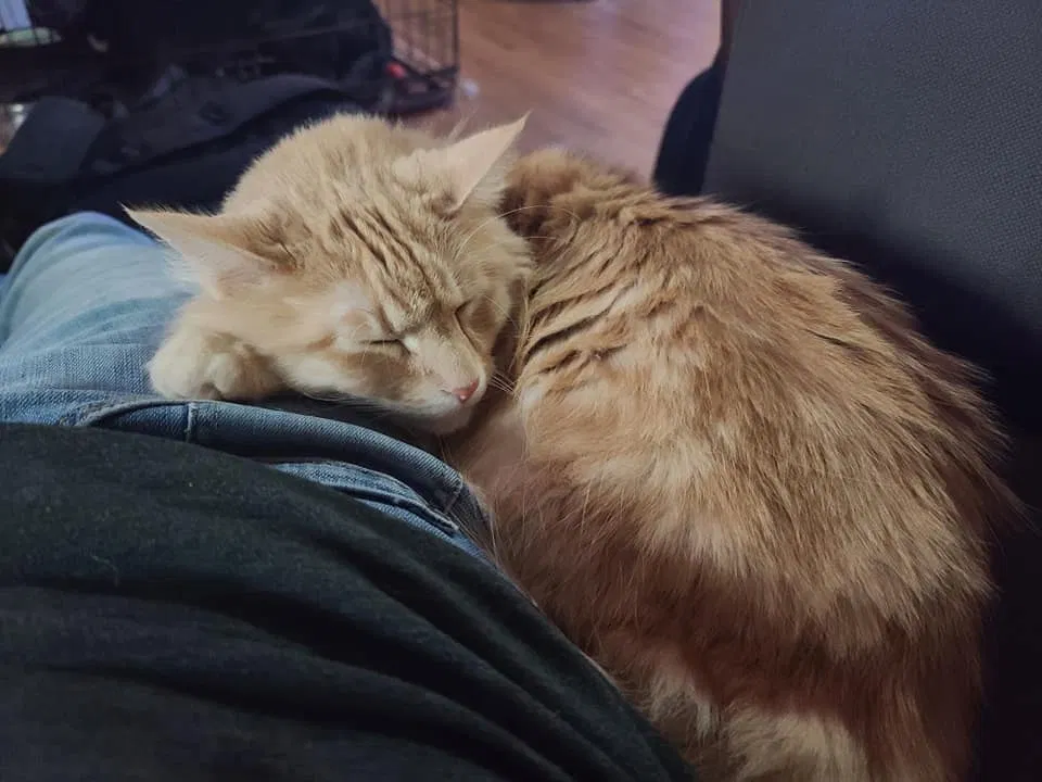Lost cat in San Marcos, TX, 78666