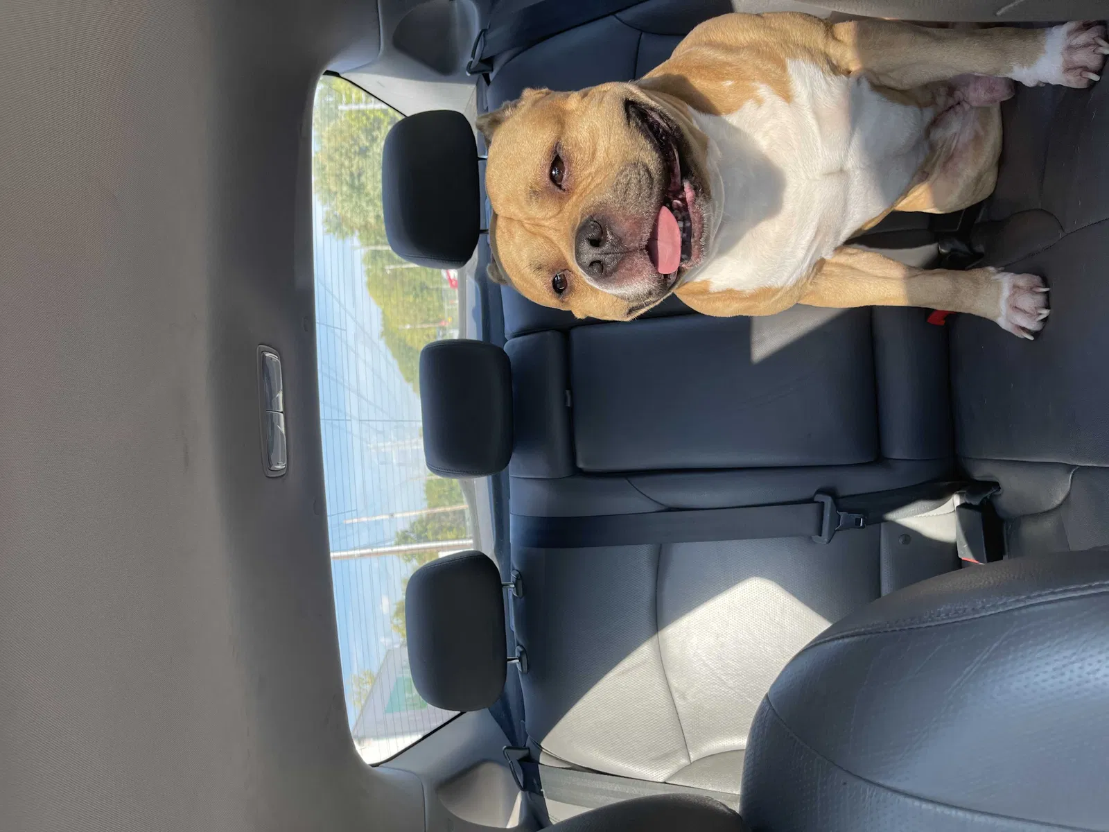 Lost dog in Indianapolis, IN, 46268