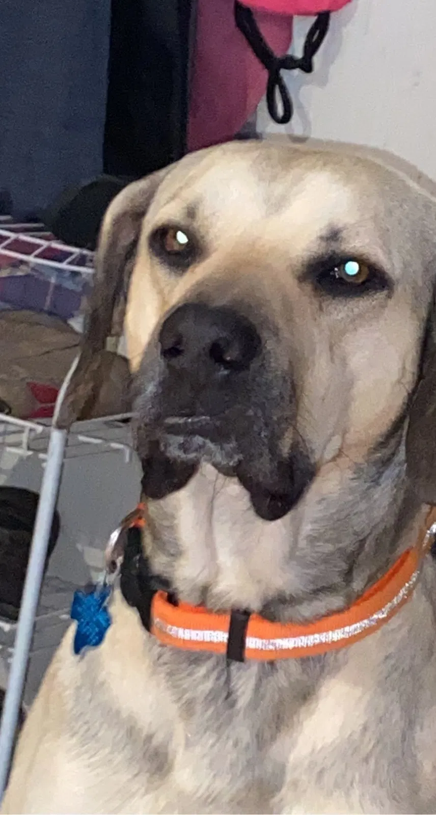 Lost dog in George West, TX, 78022