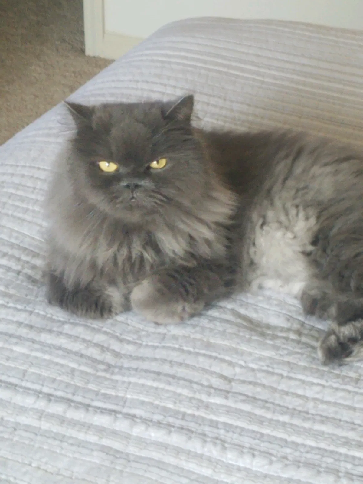 Lost cat in Delray Beach, FL, 33484