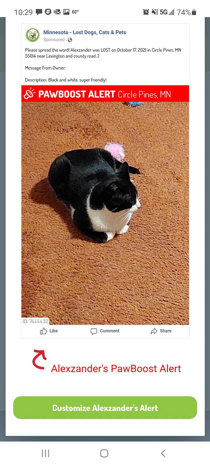 Lost cat in Circle Pines, MN, 55014