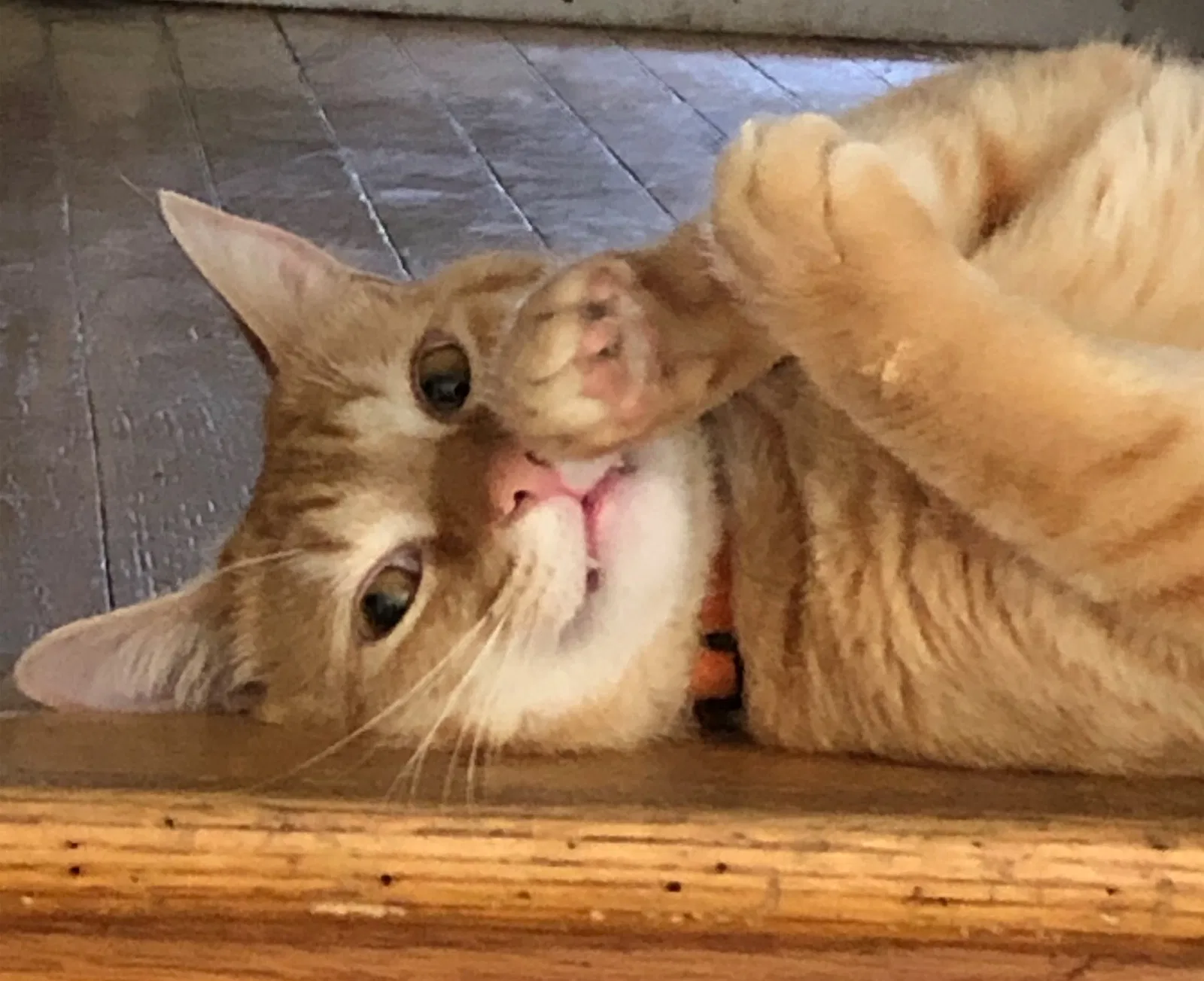 Lost cat in Elkins Park, PA, 19027