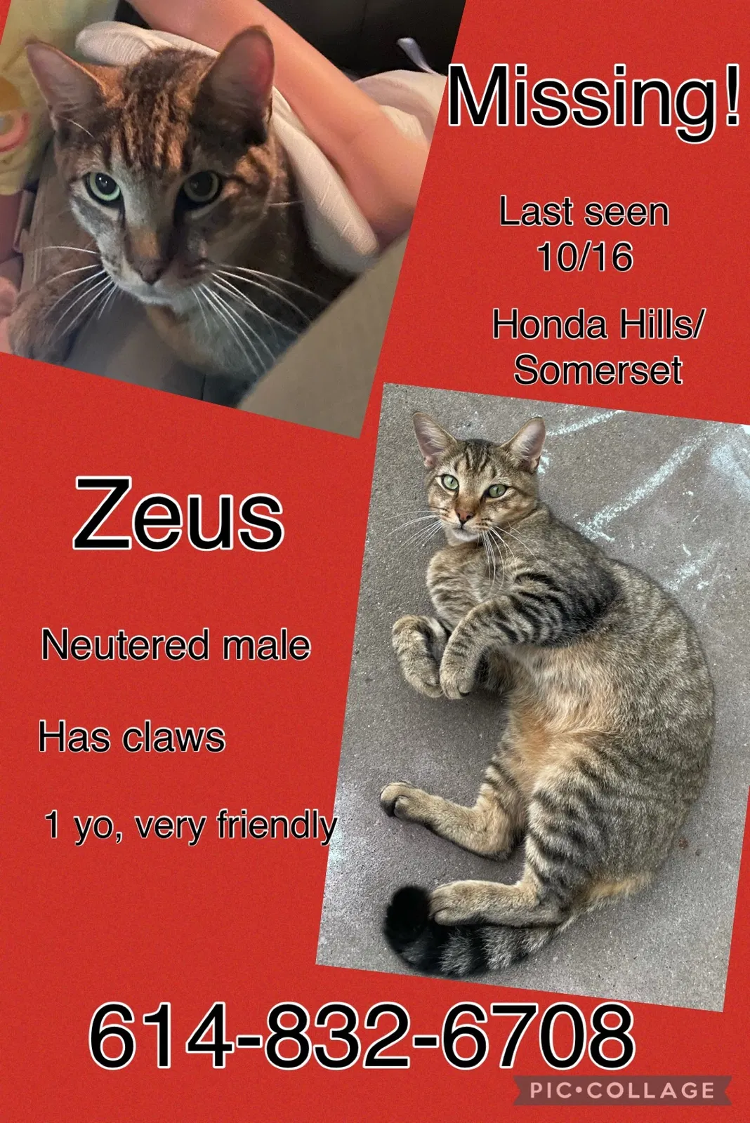 Lost cat in Thornville, OH, 43076