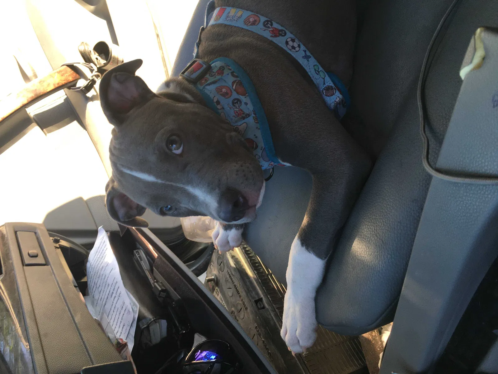 Lost dog in Las Vegas, NV, 89123