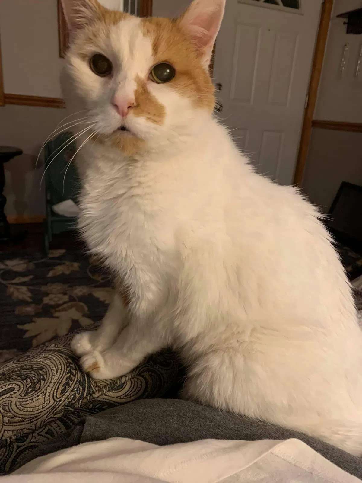 Lost cat in Springfield, OH, 45505