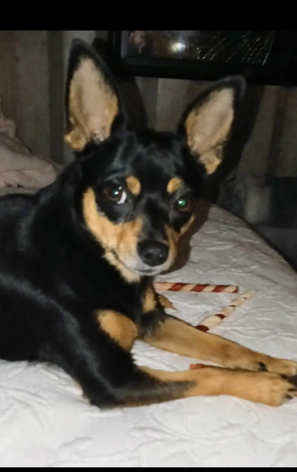 Lost dog in Unknown, LA, 39458