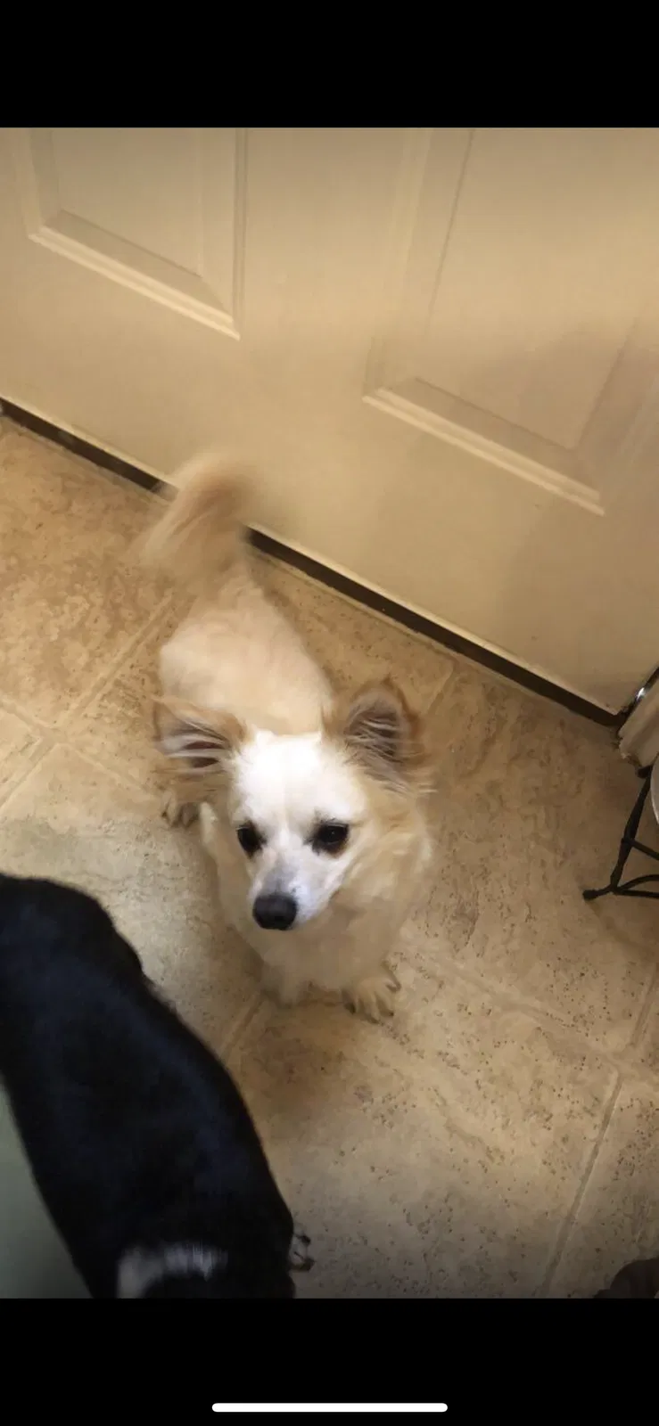 Lost dog in San Antonio, TX, 78233