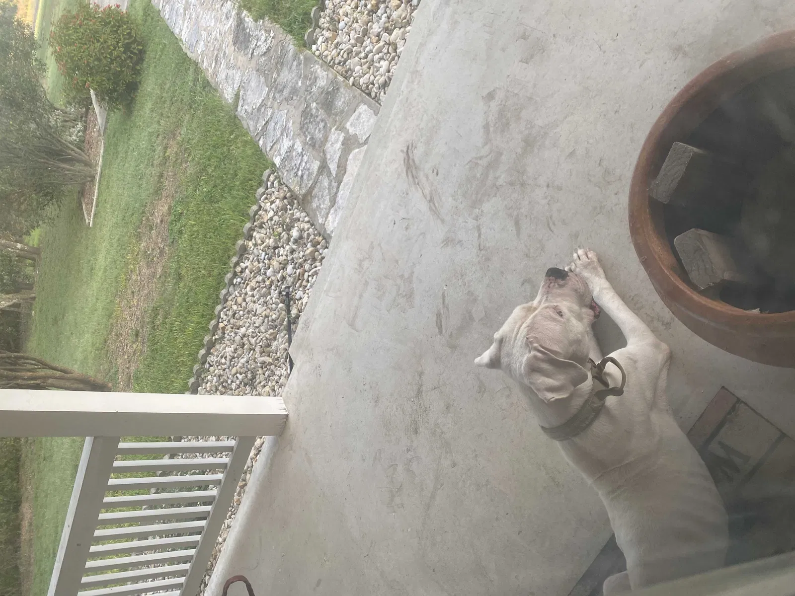 Found dog in Hondo, TX, 78861