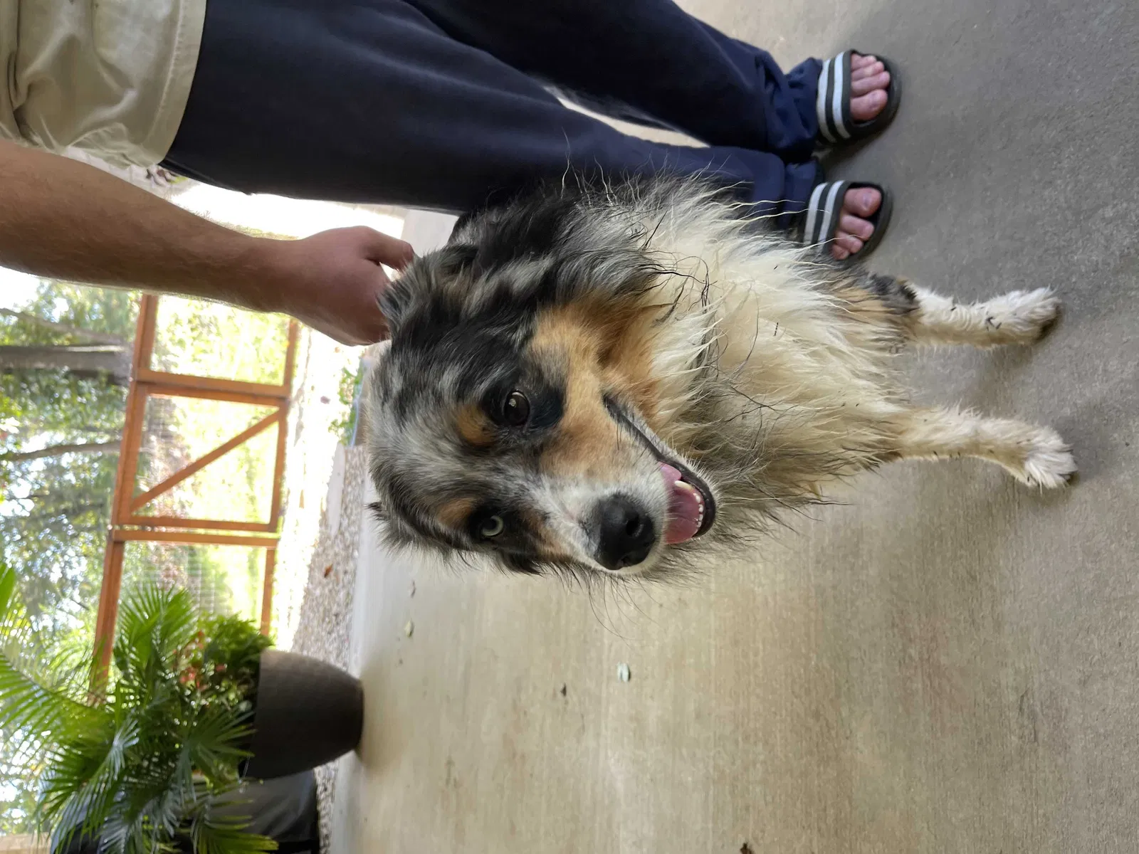Found dog in Rogers, AR, 72758