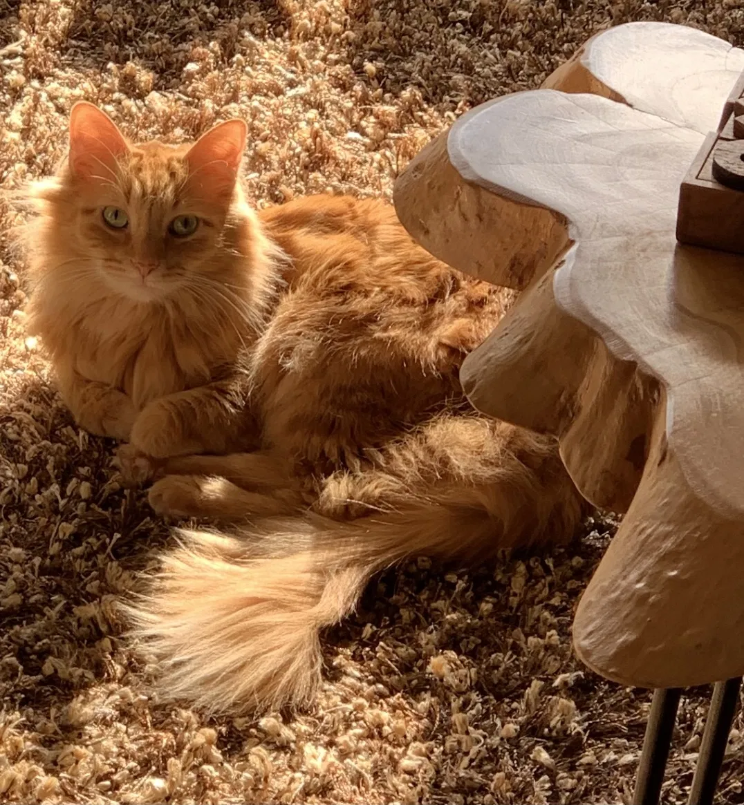 Lost cat in Middleton, WI, 53562