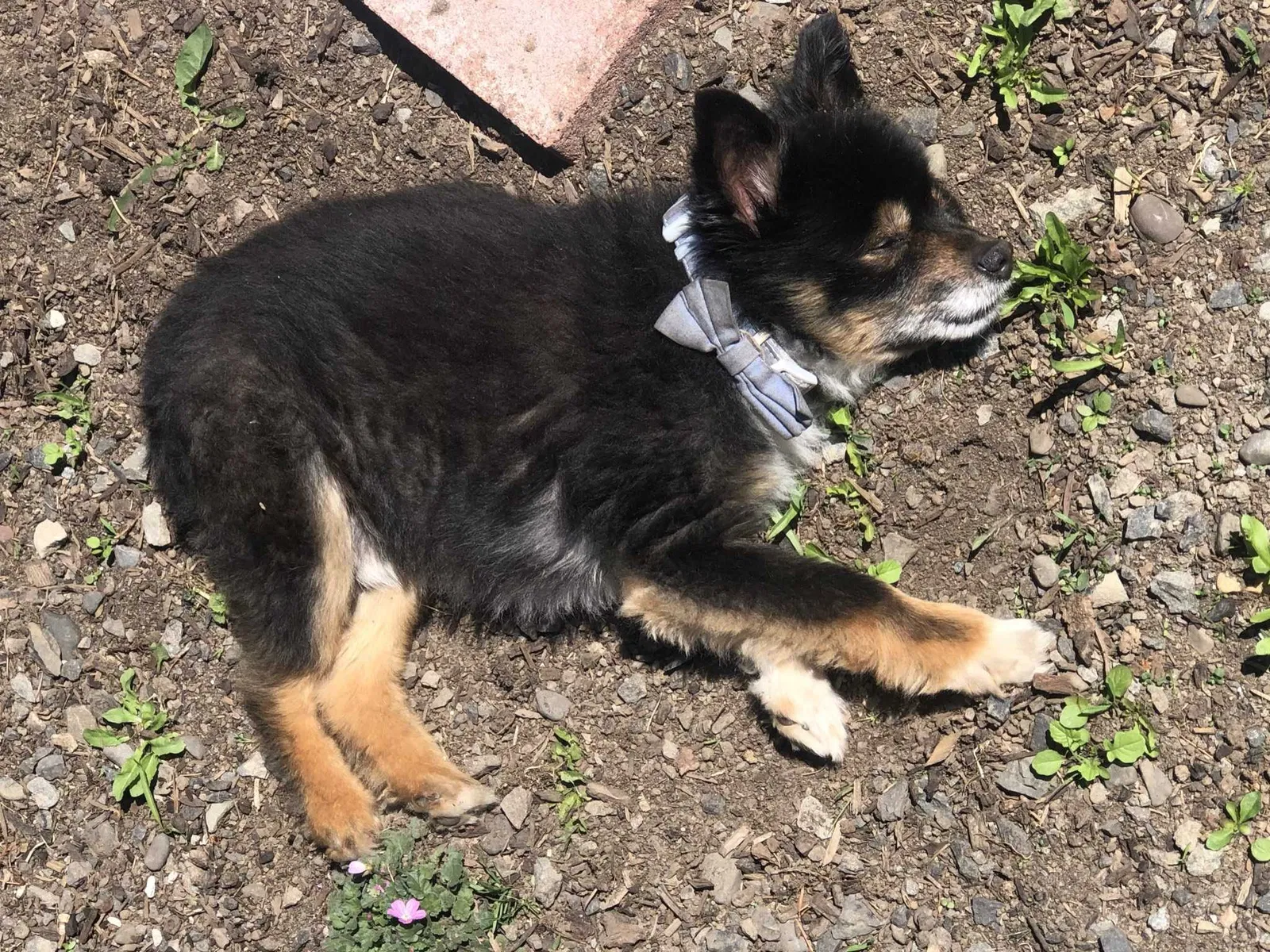 Lost dog in Portland, OR, 97220