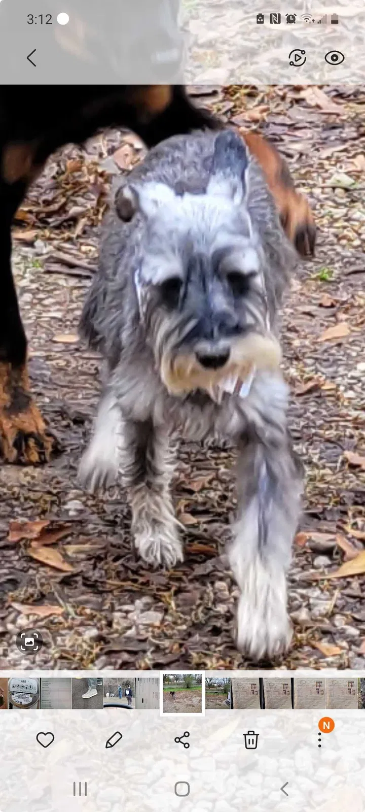 Lost dog in Covington, GA, 30016