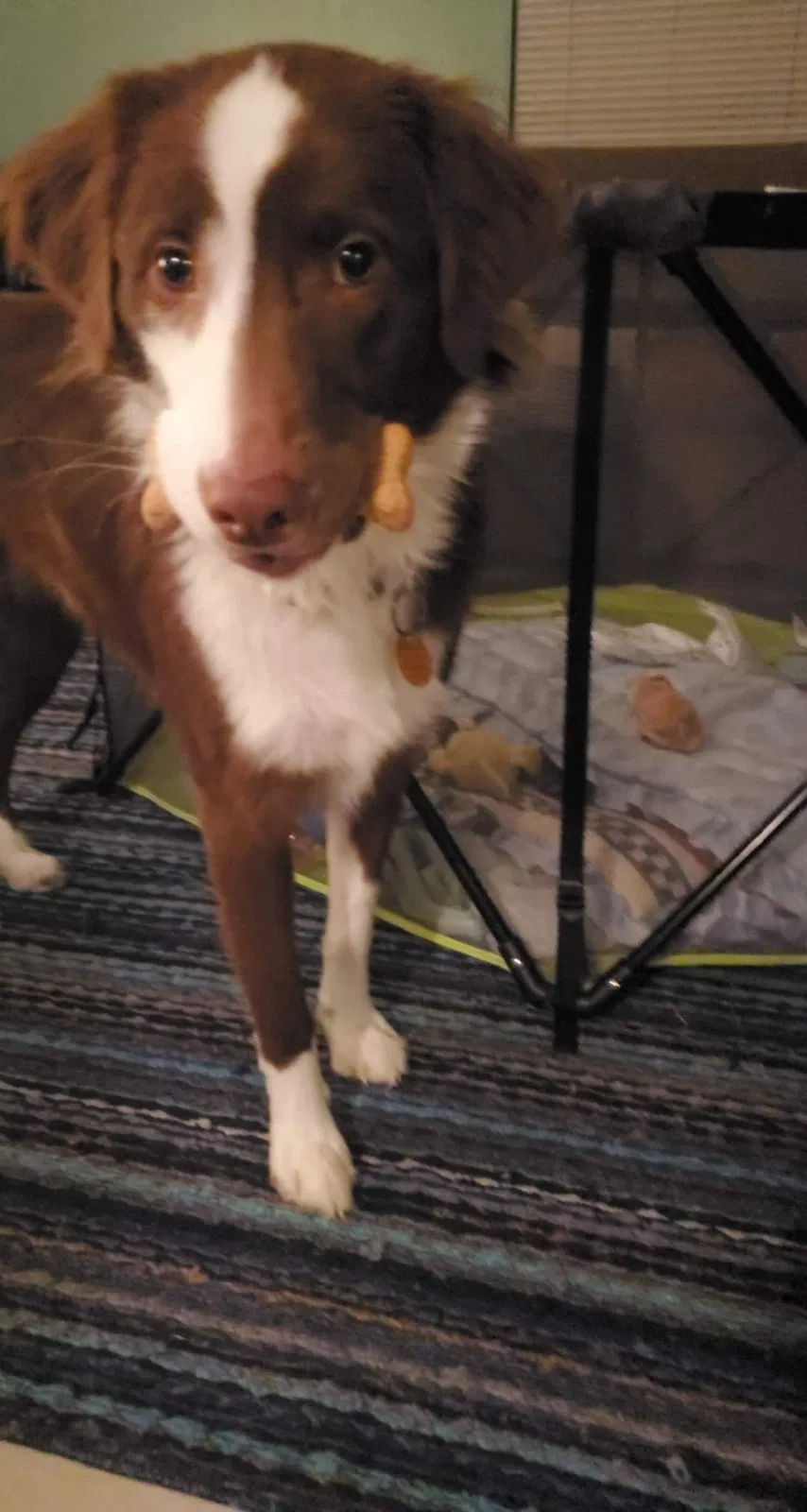 Lost dog in Dallas, TX, 75212