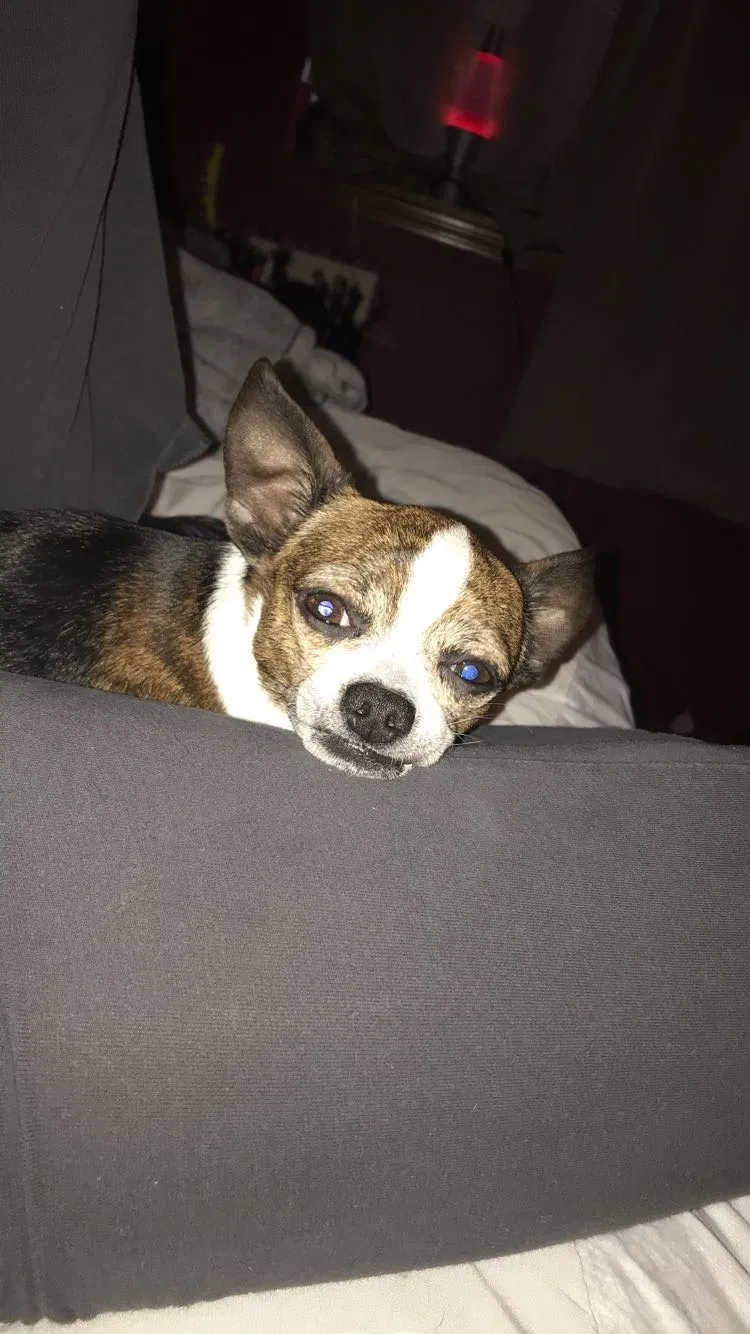 Lost dog in Fort Worth, TX, 76179