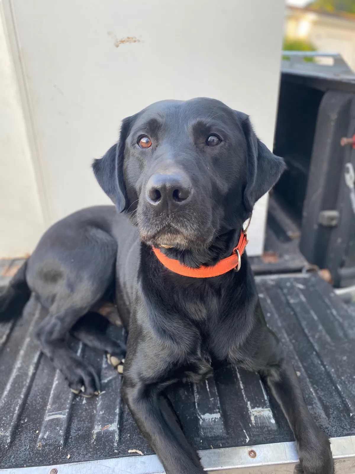 Lost dog in New Holstein, WI, 53061