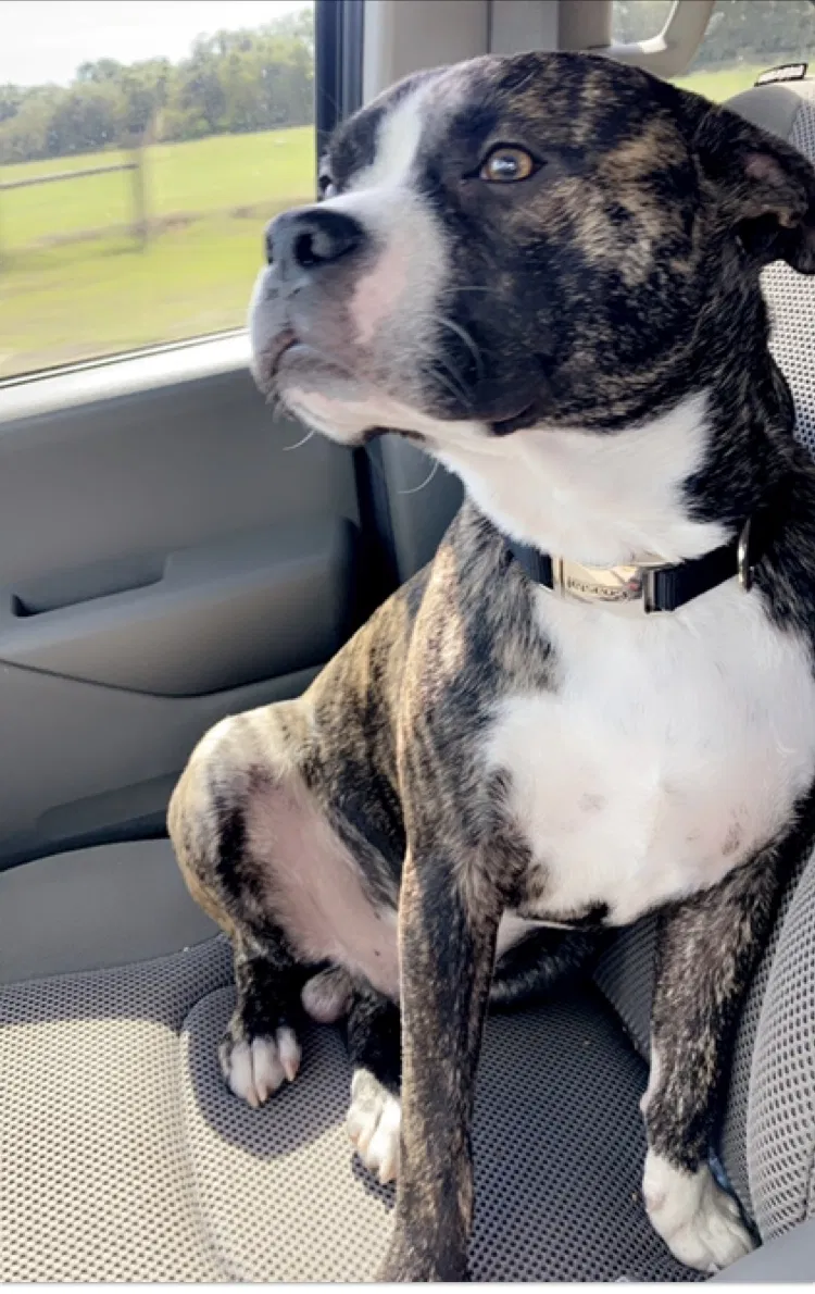 Lost dog in Inglis, FL, 34449