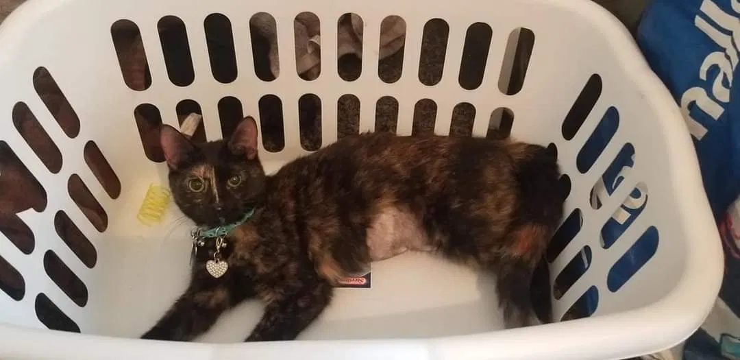 Lost cat in Louisville, KY, 40214