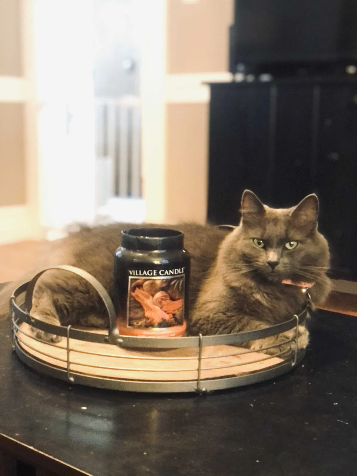 Lost cat in Woburn, MA, 1801