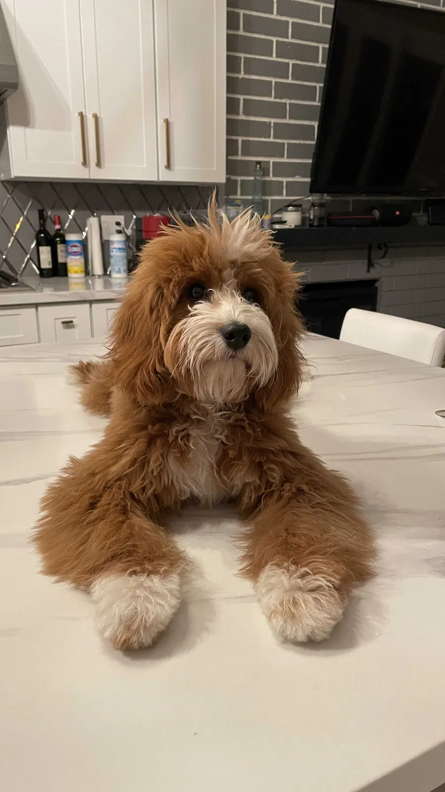 Lost dog in Apple Valley, CA, 92307