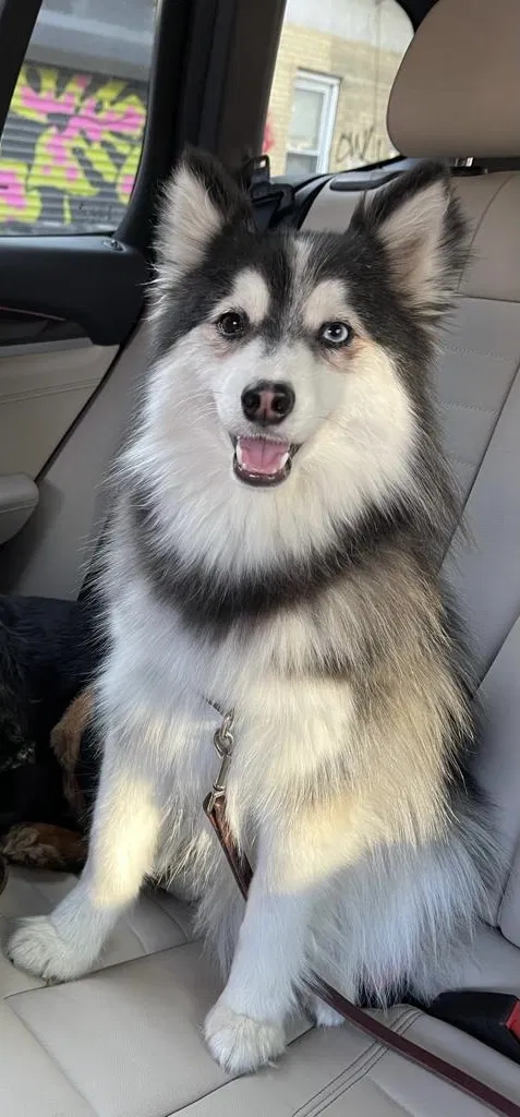 Lost dog in New York, NY, 10022