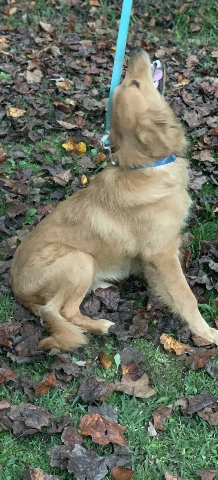 Lost dog in Adamsville, AL, 35005