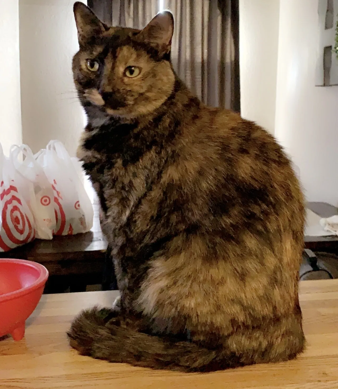 Lost cat in Oklahoma City, OK, 73170