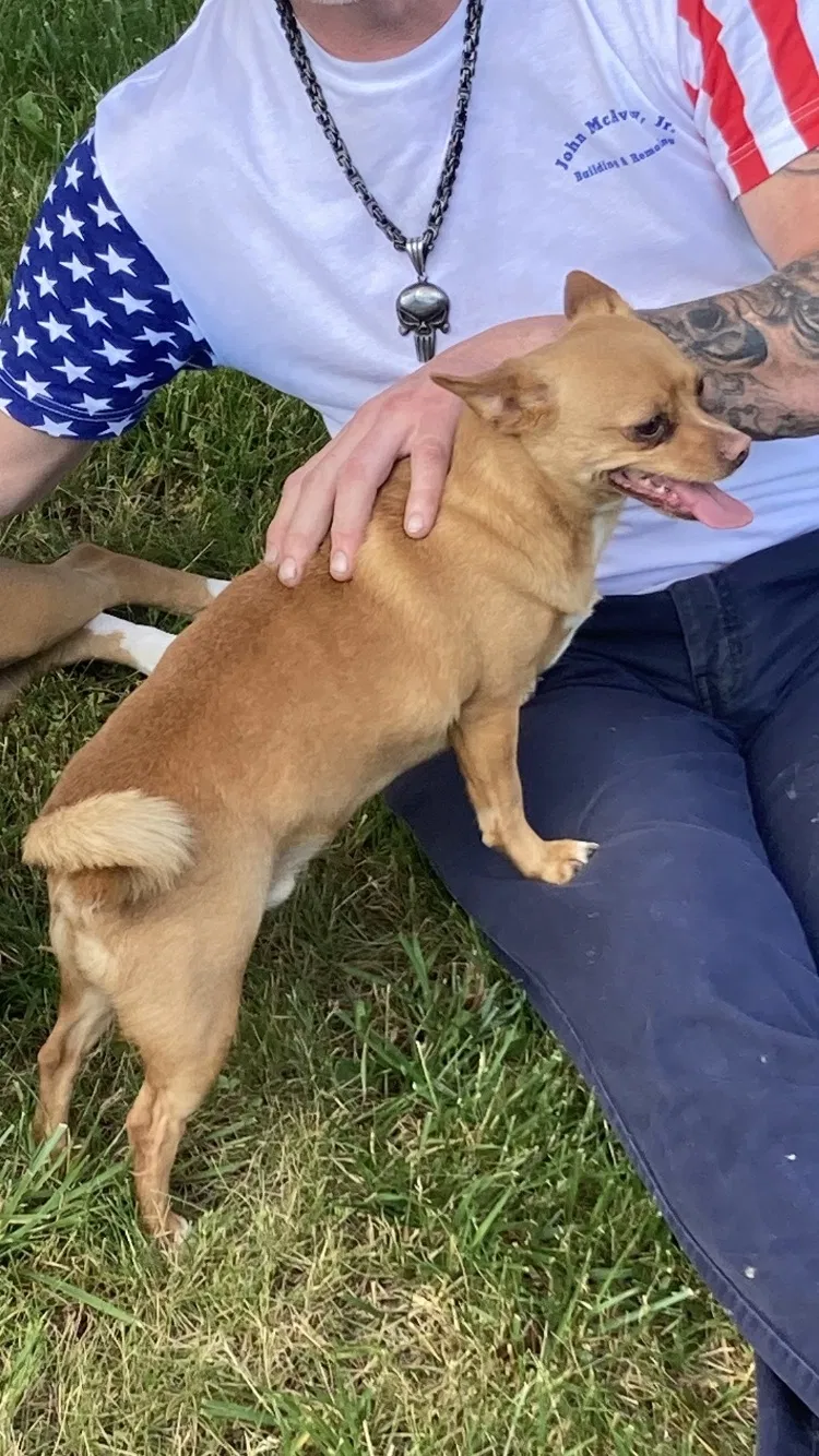 Lost dog in Middletown, NY, 10940