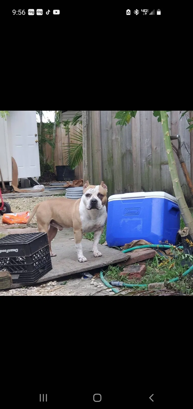 Lost dog in Homestead, FL, 33033