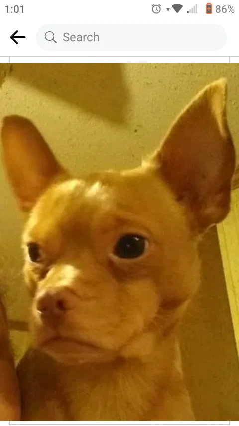 Lost dog in Villa Rica, GA, 30180