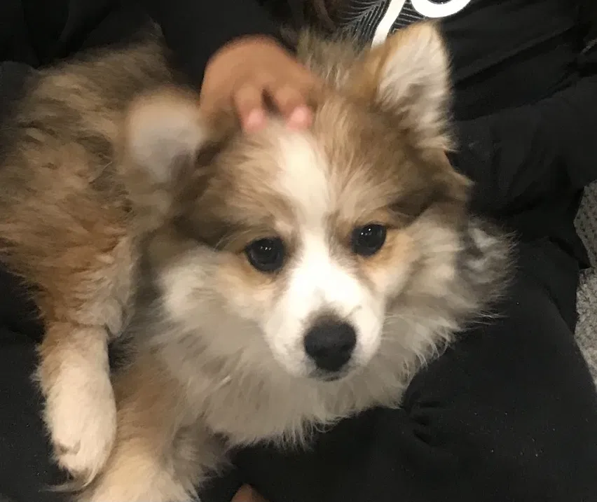 Lost dog in Menifee, CA, 92584