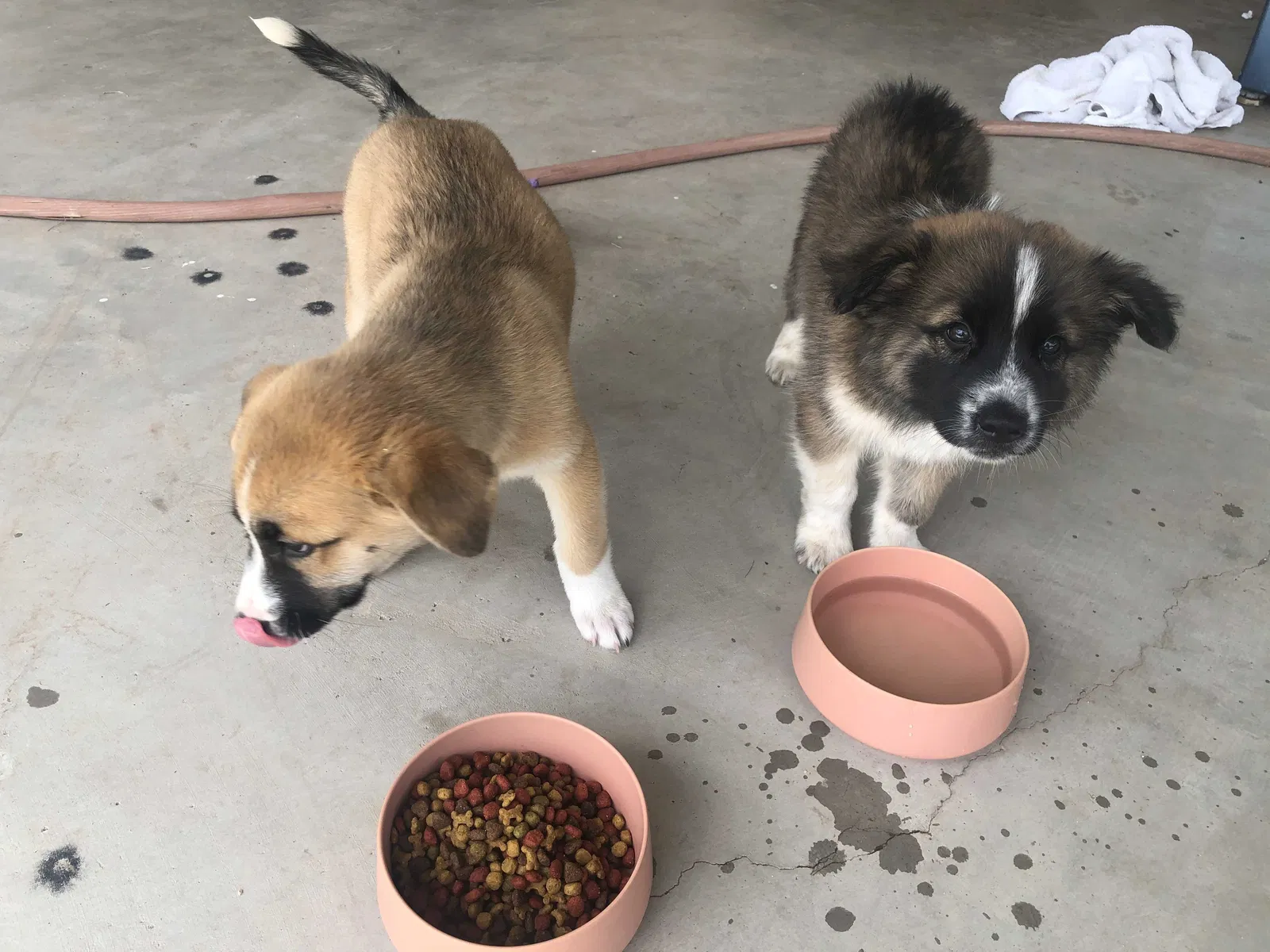 Lost dog in Tucson, AZ, 85713