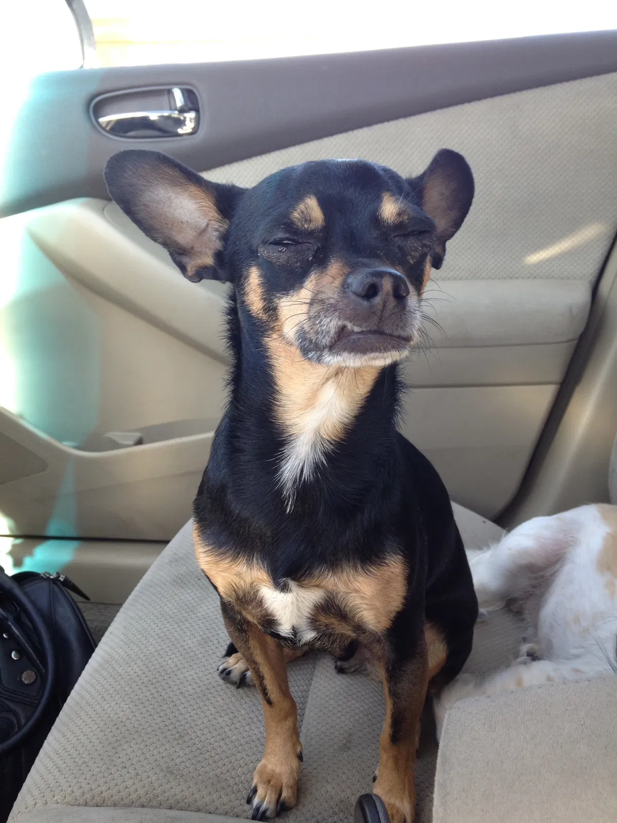 Lost dog in Boulder City, NV, 89005