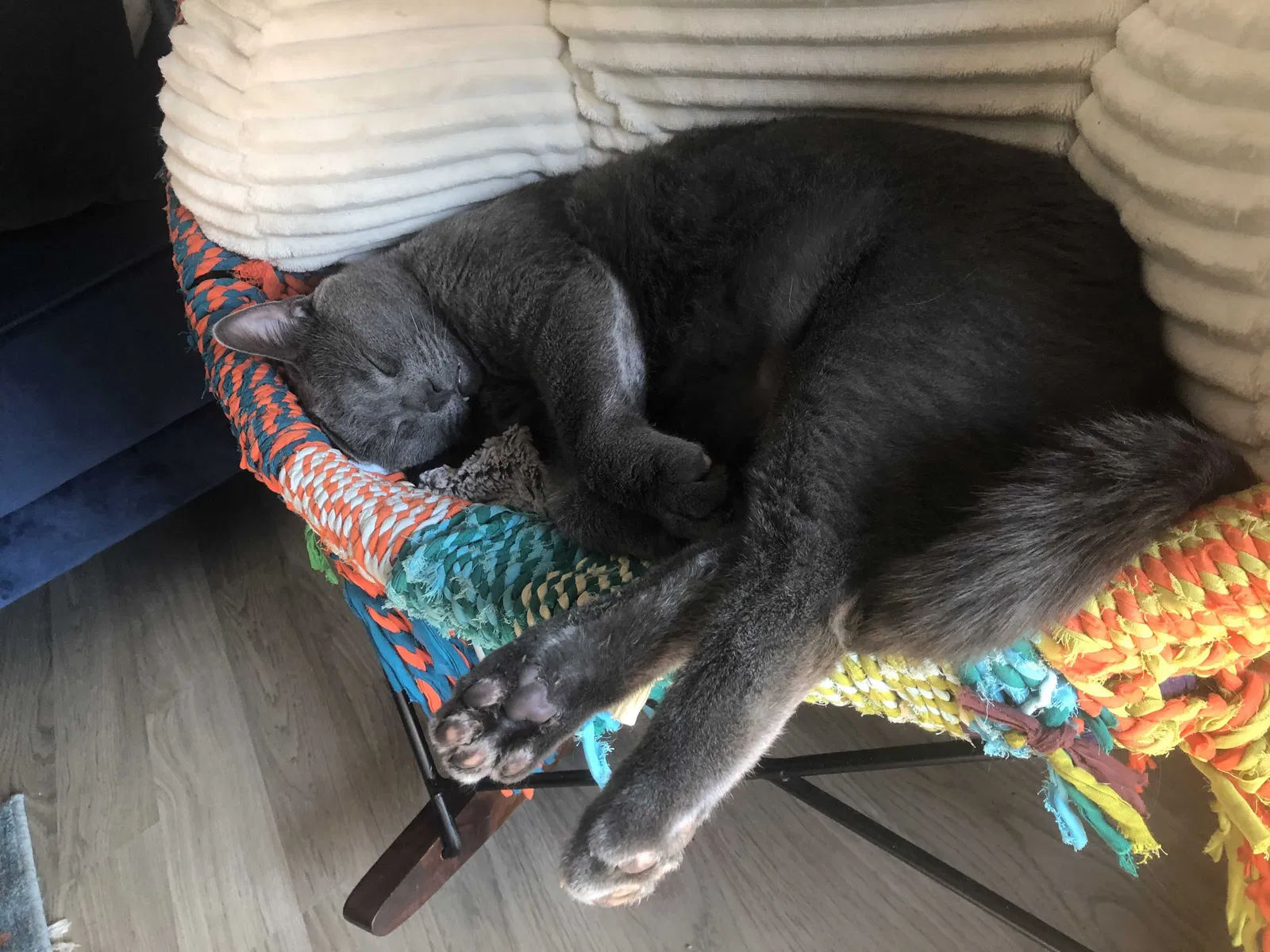 Lost cat in Denver, CO, 80227