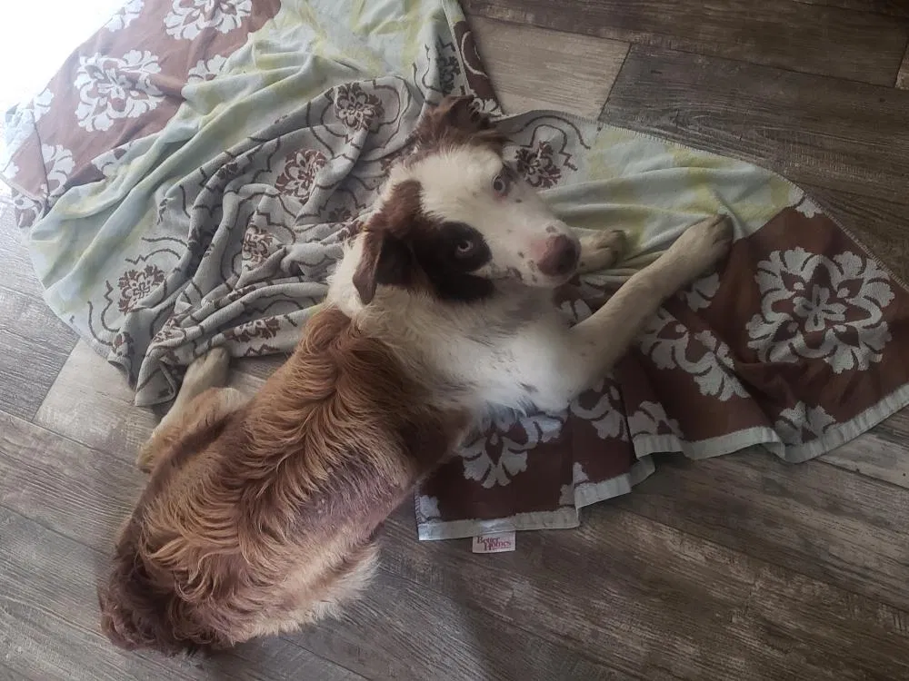 Lost dog in Terrell, TX, 75160