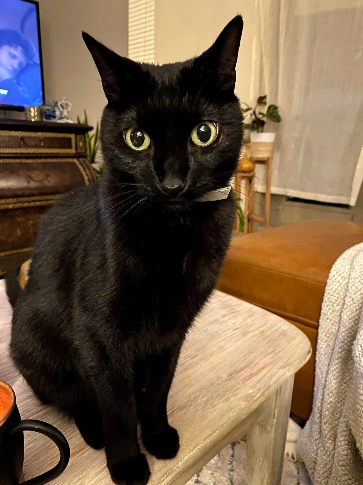Lost cat in Woodstock, GA, 30188