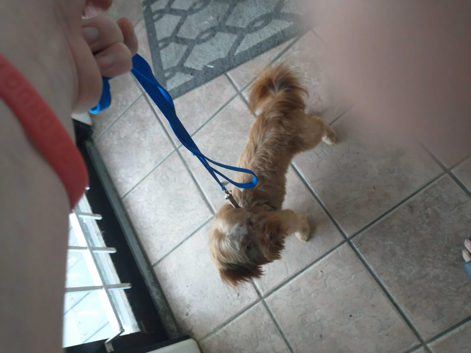 Lost dog in Columbus, OH, 43206