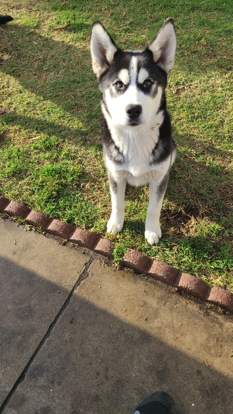 Lost dog in Rosemead, CA, 91770