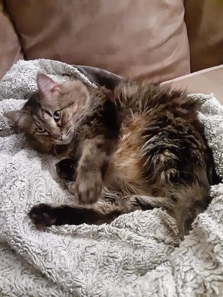 Lost cat in Kenosha, WI, 53143