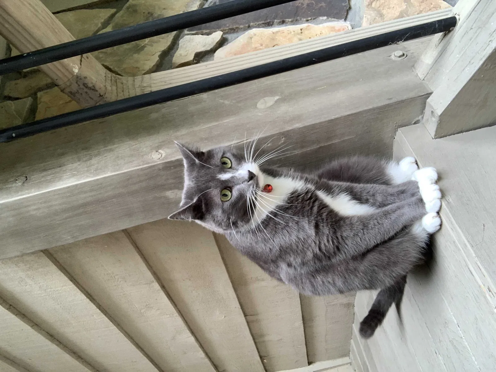 Lost cat in Duluth, GA, 30096