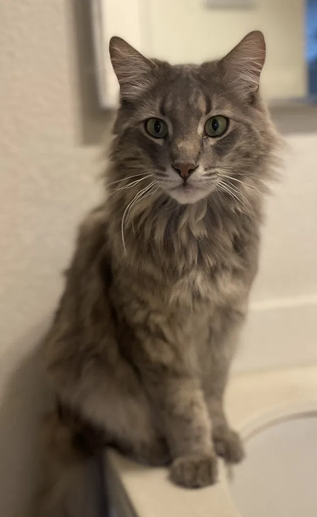 Lost cat in Rancho Cucamonga, CA, 91730