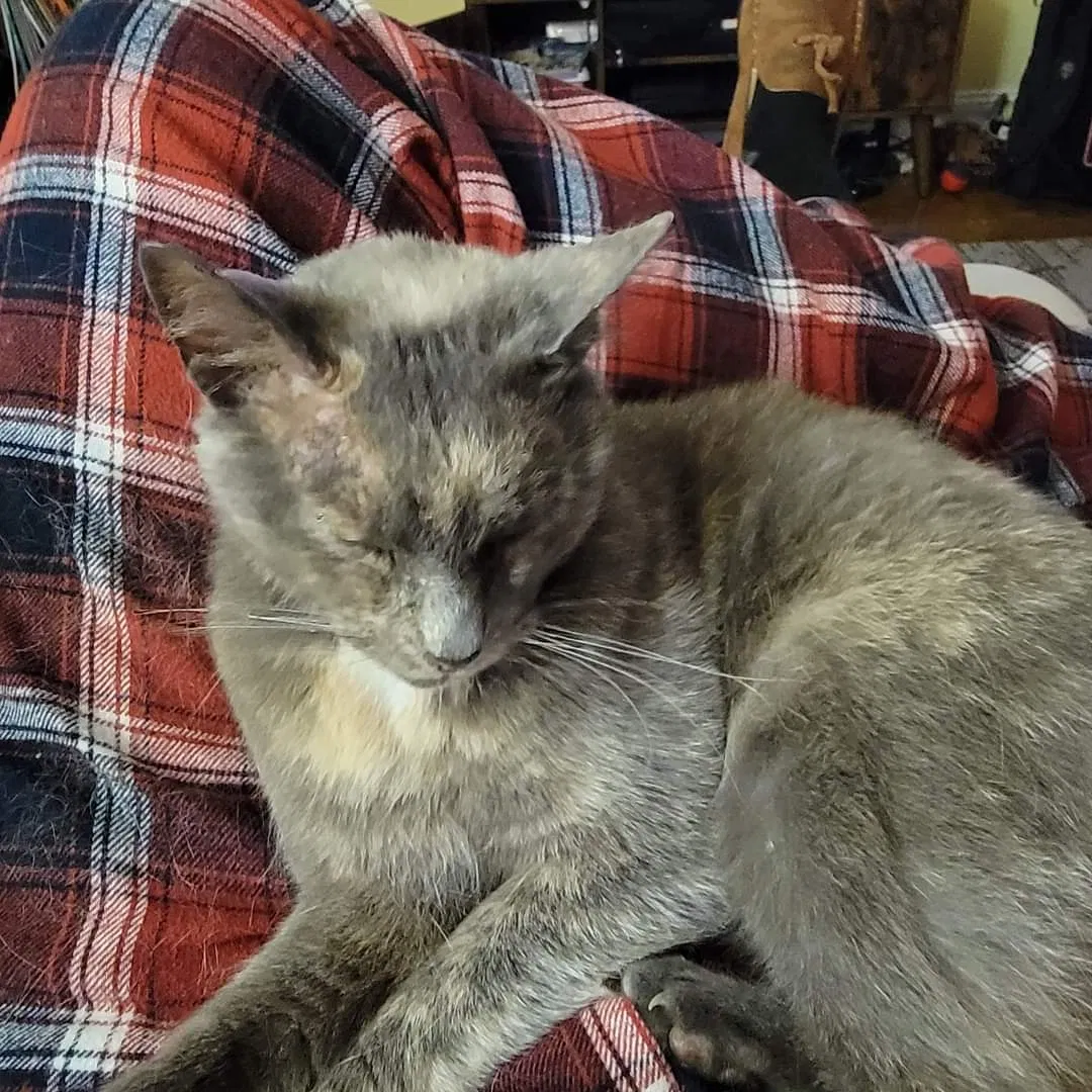 Lost cat in Cincinnati, OH, 45230