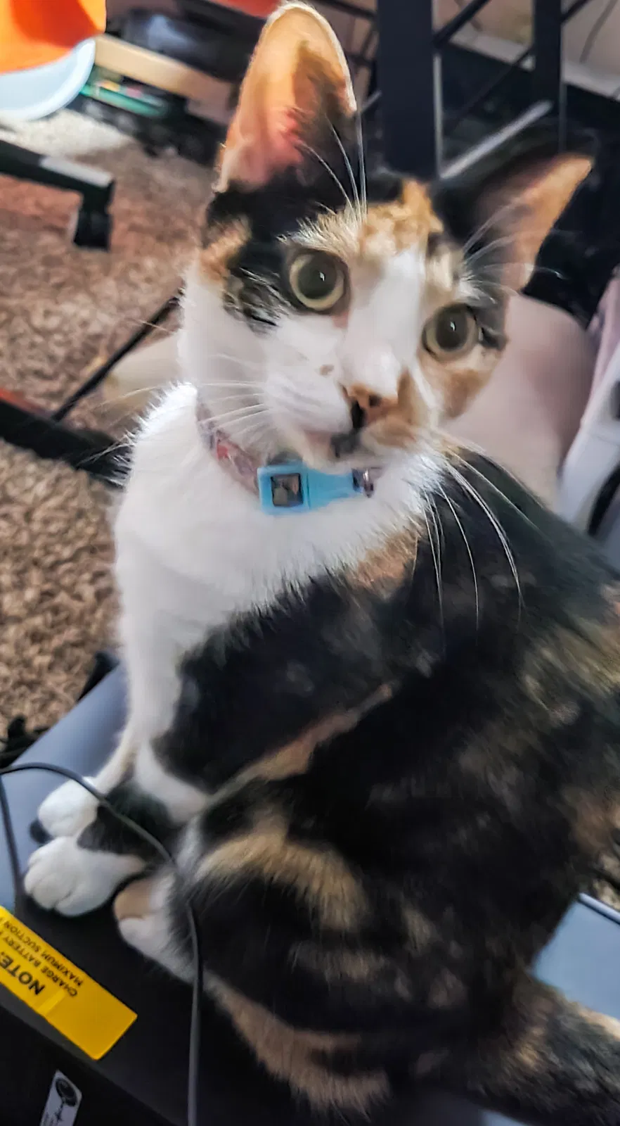 Lost cat in Spring, TX, 77373