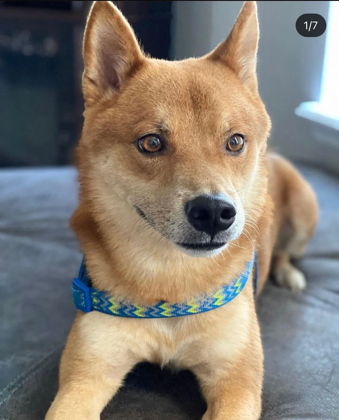Lost dog in Orlando, FL, 32807