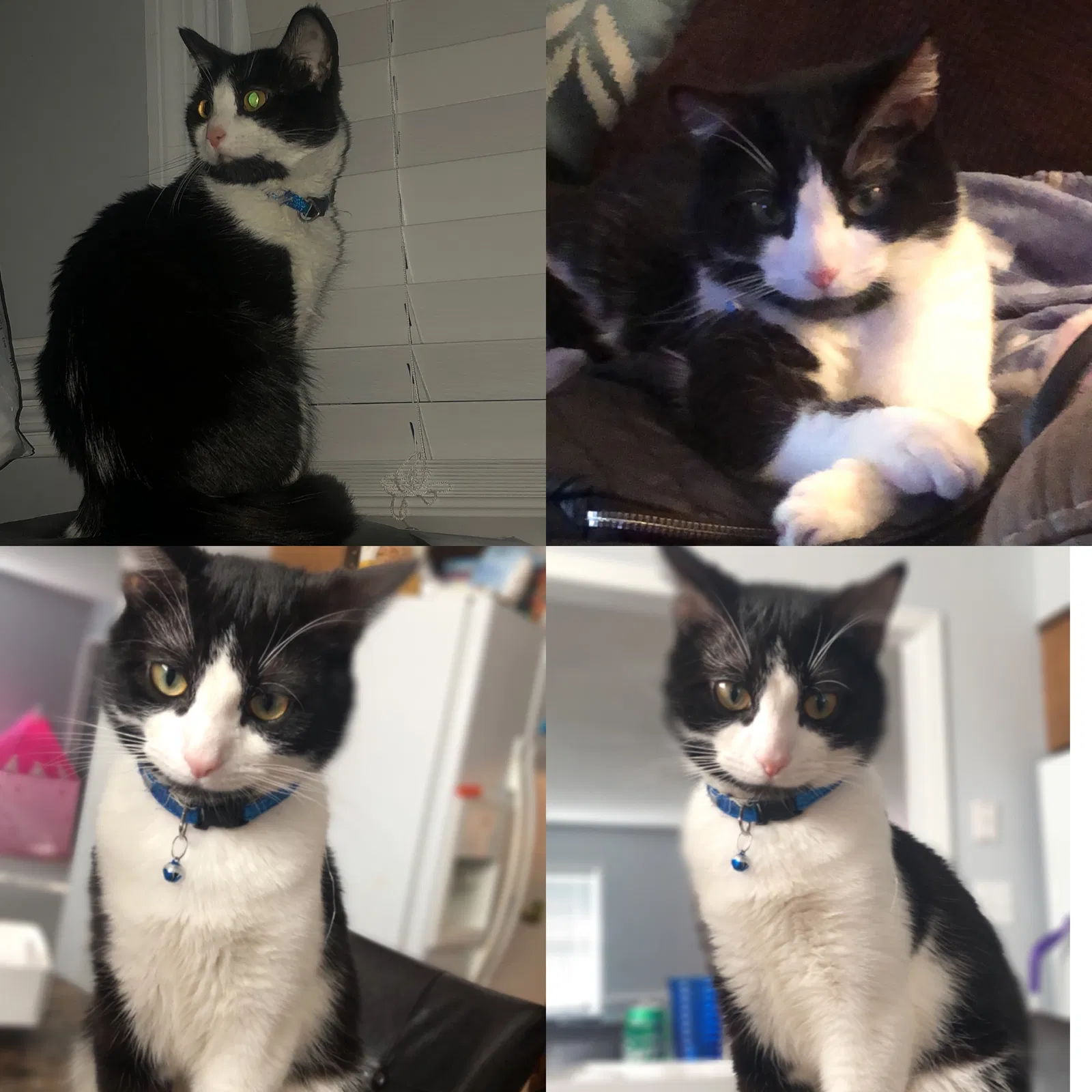 Lost cat in Benson, NC, 27504