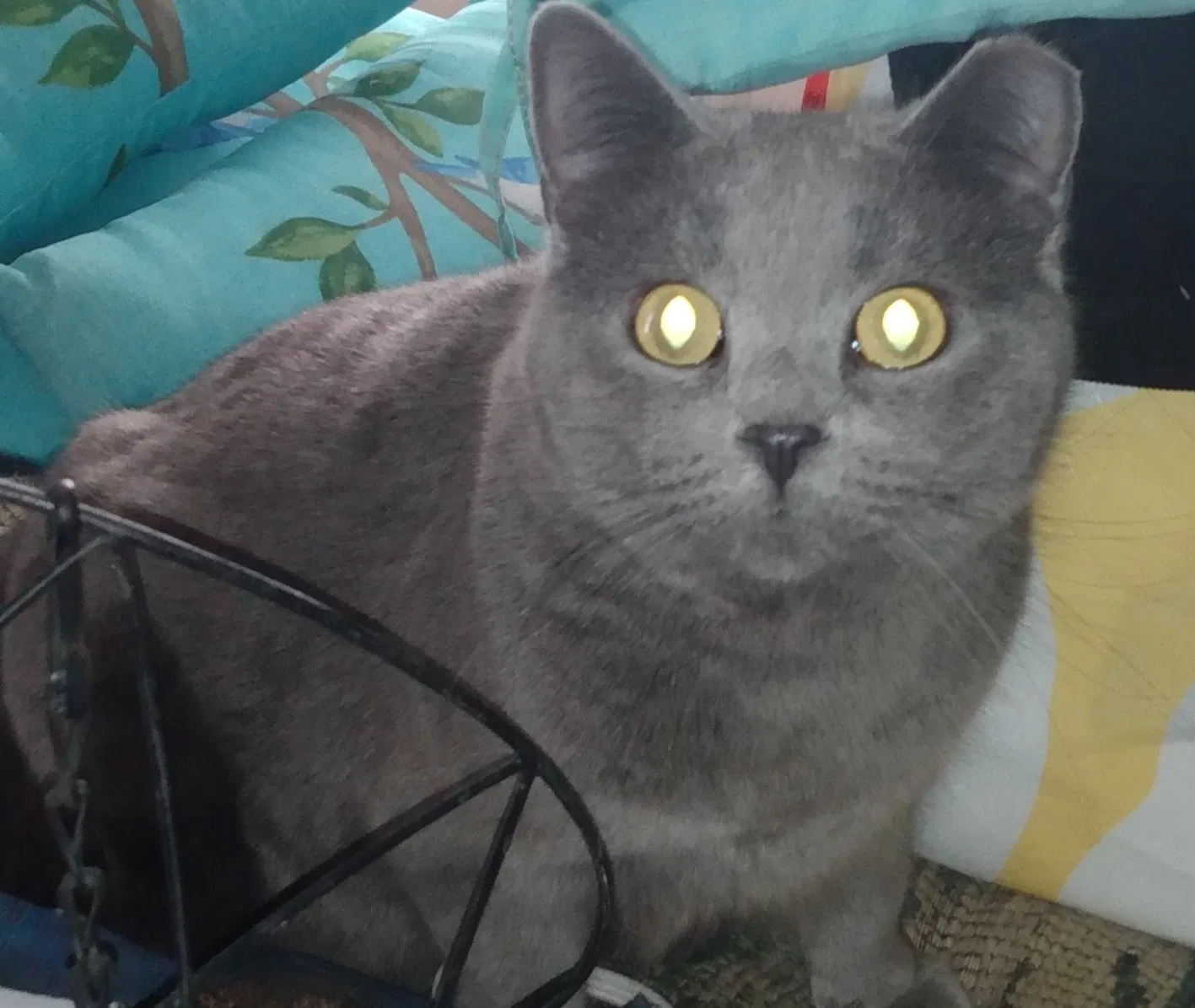 Lost cat in Hutchinson, KS, 67501