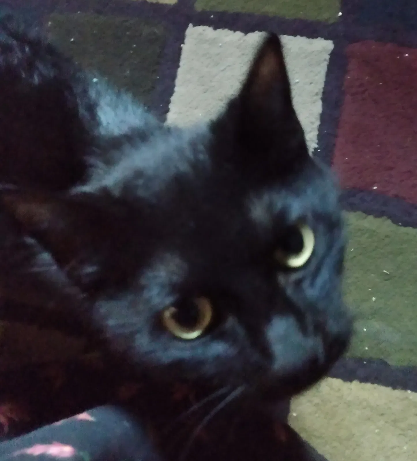 Lost cat in Hutchinson, KS, 67501