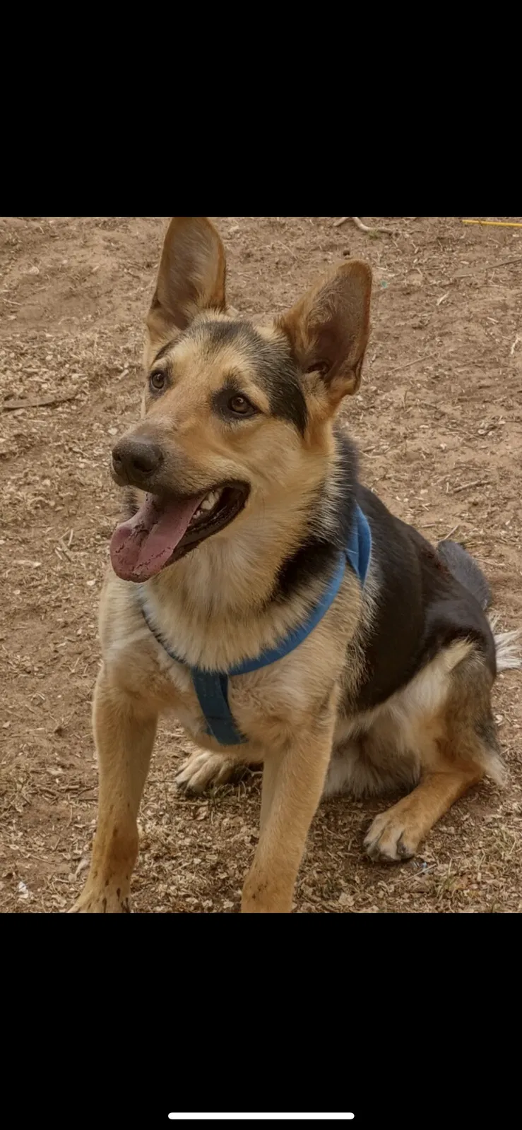 Lost dog in Lubbock, TX, 79404
