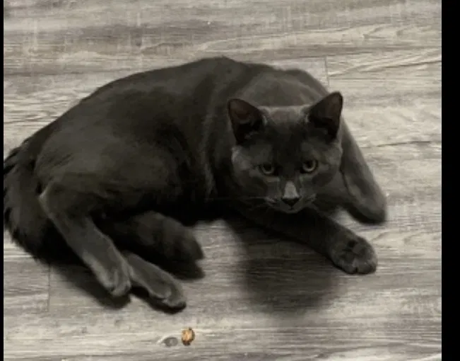 Lost cat in Glendale, AZ, 85302