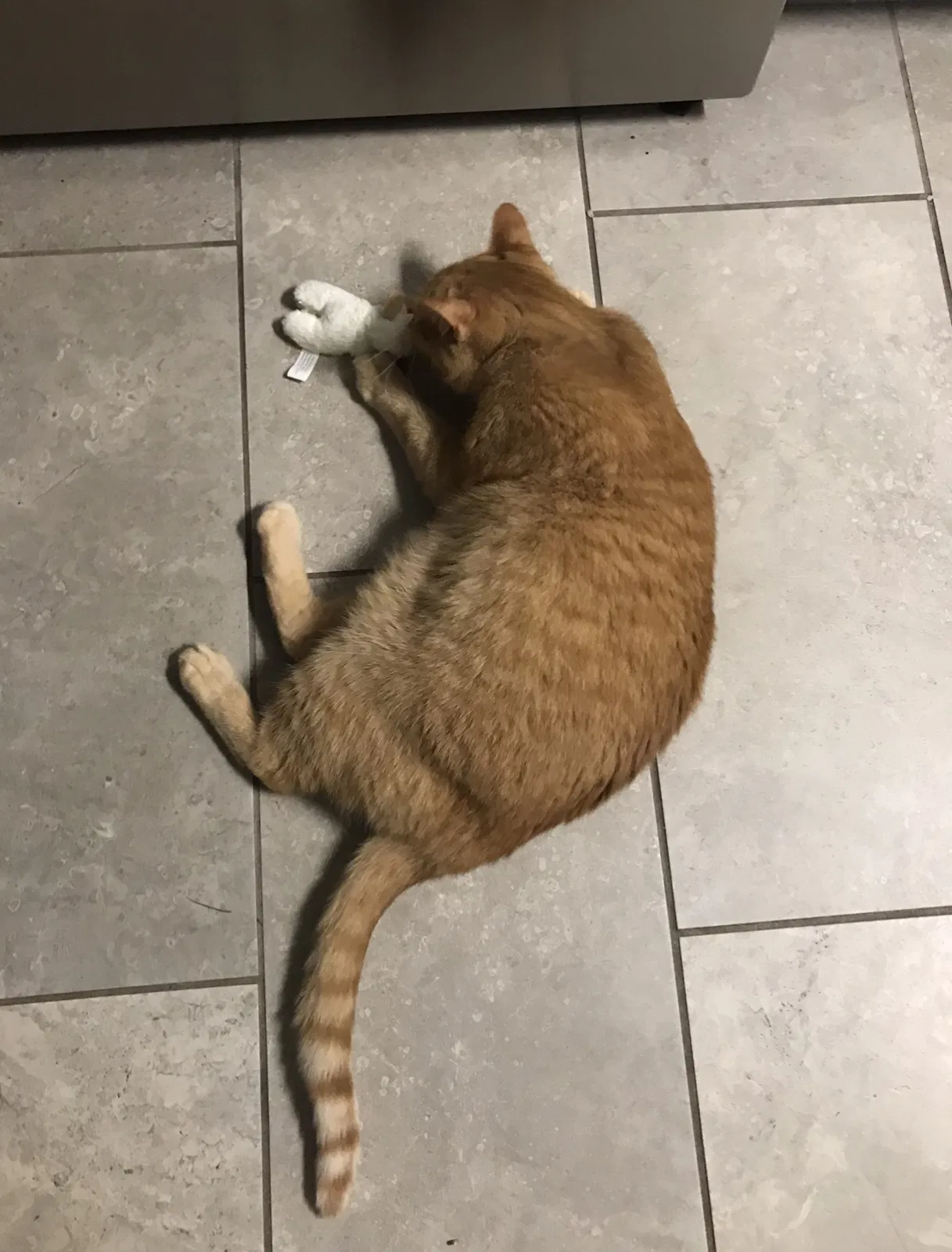 Lost cat in Lincolnton, NC, 28092