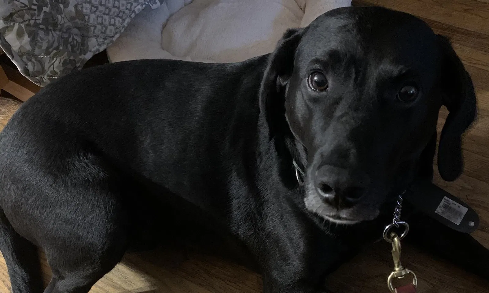 Lost dog in Indianapolis, IN, 46240